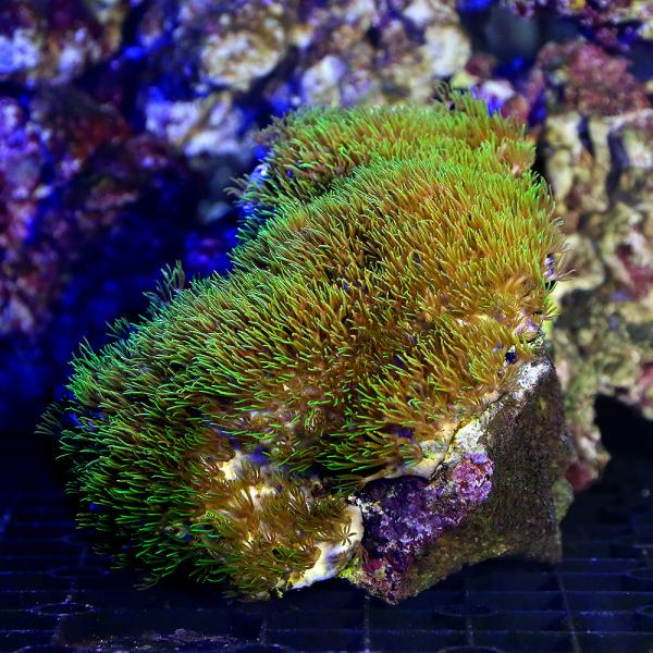 （サンゴ）沖縄産　スターポリプ　グリーン　Ｍサイズ（１個）　ｙ−82　北海道・九州航空便要保温