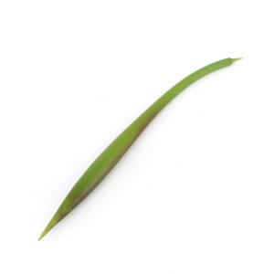 観葉植物）マングローブ メヒルギ（雌蛭木）の種（5本） : チャーム