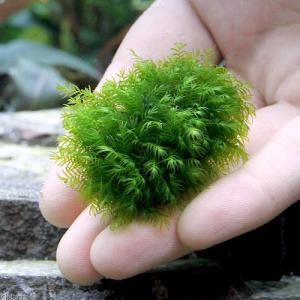 (水草)★育成済★ ウォーターフェザーボール(...の詳細画像1