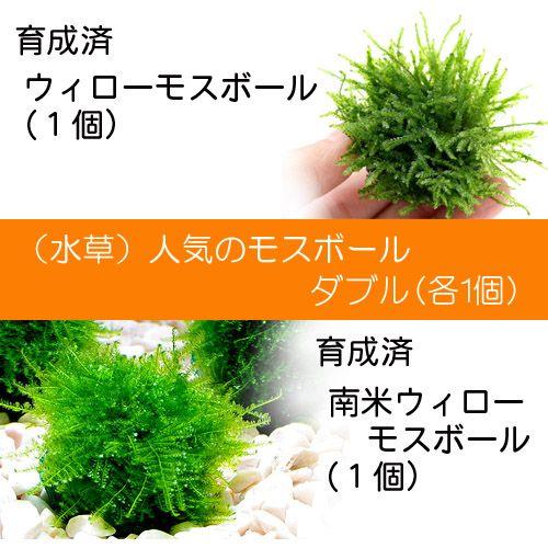 （水草）人気の育成済モスボール　２点セット（水中葉）（無農薬）（各１個）