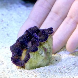 (サンゴ)ヒメシャコガイ ブルー Sサイズ(ブ...の詳細画像1