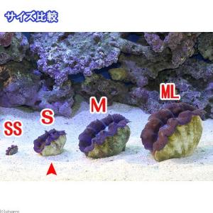 (サンゴ)ヒメシャコガイ ブルー Sサイズ(ブ...の詳細画像2