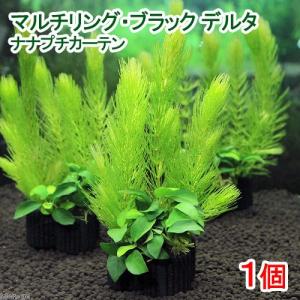 （水草）マルチリング・ブラック（黒）デルタ　ナナプチカーテン（水上葉）（１個）