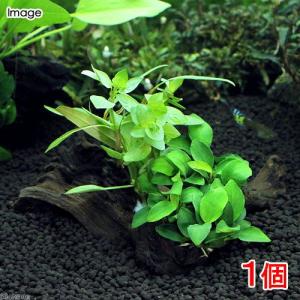 チャーム（charm） （水草）置くだけ簡単 活着系水草3種（ミクロ