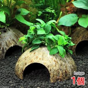 (水草)ココナッツシェルター アヌビアスナナ プ...の商品画像