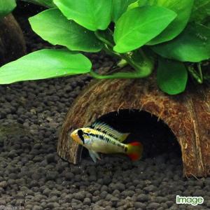 (水草)ココナッツシェルター アヌビアスナナ ...の詳細画像2