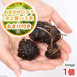 （水草）タイニムファ　球根（新芽あり）（１個＋おまかせロタラ３本おまけ）