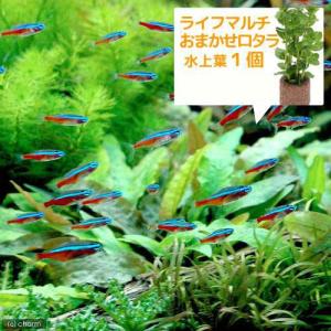 （熱帯魚）（水草）カージナルテトラ（ブリード）（１０匹）＋ライフマルチ（茶）　おまかせロタラ（１個）　北海道航空便要保温