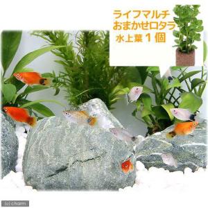 （熱帯魚）（水草）ミックスプラティ（４匹）＋ライフマルチ（茶）　おまかせロタラ（１個）　北海道・九州航空便要保温