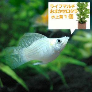 （熱帯魚）（水草）ミックスバルーンモーリー（４匹）＋ライフマルチ（茶）　おまかせロタラ（１個）　北海道・九州航空便要保温｜chanet