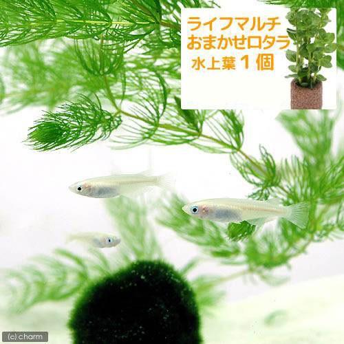 （めだか）（水草）白メダカ初心者セット　白メダカ（１２匹）＋ライフマルチ（茶）　おまかせロタラ（１個...