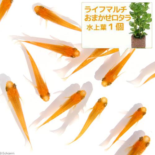 （めだか）（水草）楊貴妃メダカ初心者セット　楊貴妃メダカ（６匹）＋　ライフマルチ（茶）　おまかせロタ...