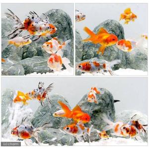 (金魚)(水草)オタマ金魚ミックス(5匹)+ラ...の詳細画像2