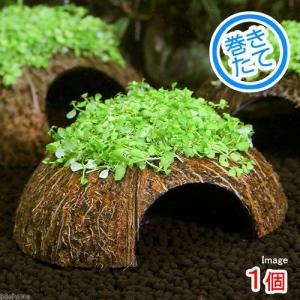 チャーム（charm） （水草）ホシクサsp．クチ（水中葉）（無農薬