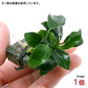 （水草）活着済　アヌビアスナナ　プチ　風山石小粒（水中葉）（無農薬）（１個）
