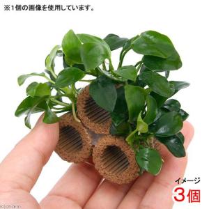 （水草）ライフマルチ（茶）ナナプチコテージ（水上葉）（３個）｜chanet