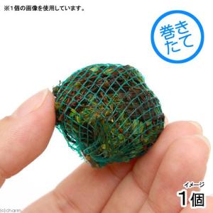 (水草)巻きたて ベトナムクローバーボール(水上...の商品画像