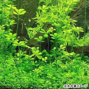 (水草)巻きたて ベトナムクローバーボール(水...の詳細画像2