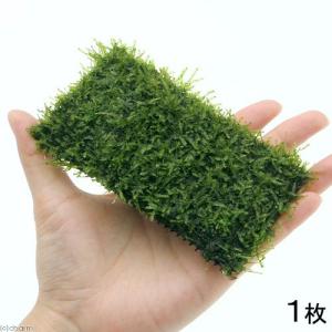 （水草）ウィローモス　ふんわり　モコット（水中葉）（無農薬）（１個）