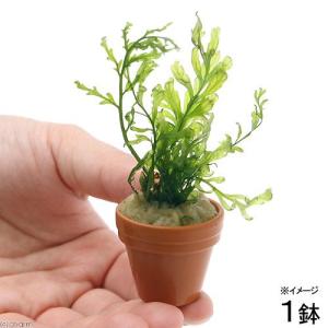 水草）ミクロソリウム プテロプス セラワイ（水中葉）（無農薬）（1株