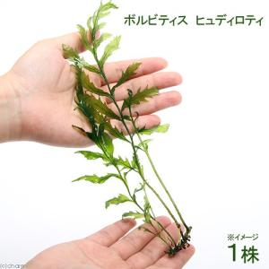 チャーム（charm） （水草）巻きたて ボルビティス ヒュディロティ