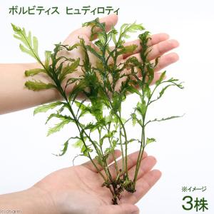 チャーム（charm） （水草）巻きたて ボルビティス ヒュディロティ
