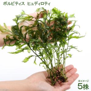 水草）巻きたて ボルビティス ヒュディロティ 流木 Mサイズ（約