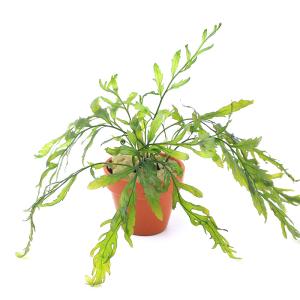 チャーム（charm） （水草）巻きたて ボルビティス ヒュディロティ