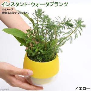 （水草）インスタント・ウォータプランツ（寄せ植え）（イエロー）（水上葉）（１鉢）　本州四国限定