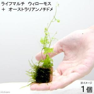 （水草）ライフマルチ（茶）ウィローモス＋オーストラリアンノチドメ（水中葉）（無農薬）（１個）｜chanet