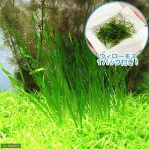 チャーム（charm） （水草）ホシクサsp．クチ（水中葉）（無農薬