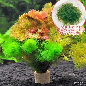 チャーム（charm） （エビ）（水草）巻きたて ジャイアント南米