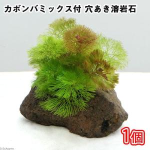 （水草）メダカ・金魚藻　カボンバミックス付き　穴あき溶岩石（１個）｜chanet