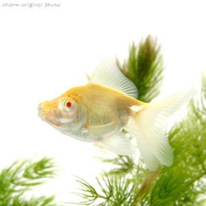 （国産金魚）アルビノ出目金（アルビノデメキン）（１匹）