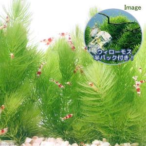udc水草セット チャーム（charm） （水草）オトシンクルスに合う水草セット 3種（1