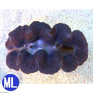 （サンゴ）ヒメシャコガイ　ブルー　ＭＬサイズ（１匹）　北海道・九州航空便要保温