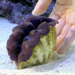 (サンゴ)ヒメシャコガイ ブルー MLサイズ(...の詳細画像1