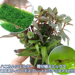 （エビ）（水草）ハニカムシェルター　寄せ植えミックス　育成済　ウィローモス　プレートとミナミヌマエビ付（水中葉）　北海道・九州航空便要保温｜chanet