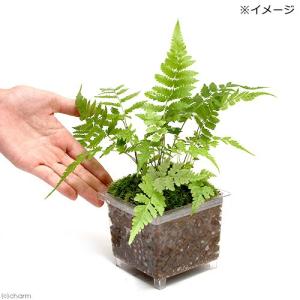 (テラリウム)ビバリウム用 かえるのお庭 Ve...の詳細画像2