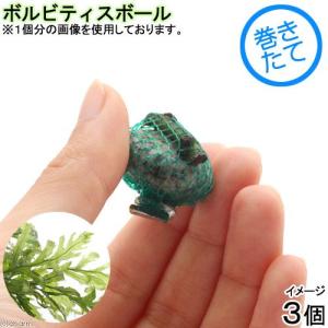 チャーム（charm） （水草）巻きたて ボルビティス＆ミクロソリウム 枝