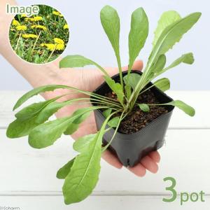 石化トキワシノブ 猫の手 9cmポット 綴化 子猫 古典植物 シダ植物 山