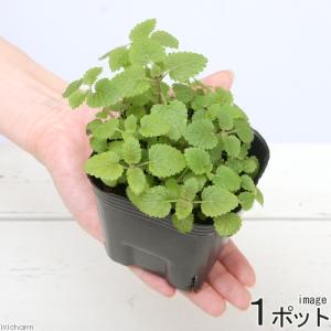 《終売》（観葉植物）ペットリーフ　レモンバームの苗　３号（無農薬）（１ポット）　うさぎ　鳥　リクガメ　おやつ