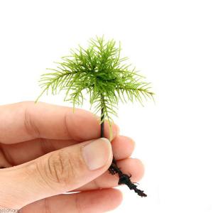 （観葉植物）テラリウム　苔　フジノマンネングサ（無農薬）（３本）