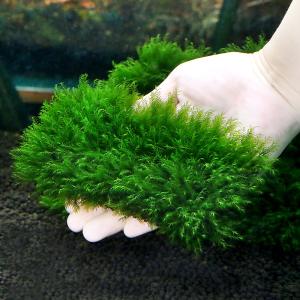 (水草)★育成済★ ウォーターフェザー クッシ...の詳細画像1