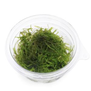 (水草)ウィローモスsp.ナロー(水中葉)(無...の詳細画像2
