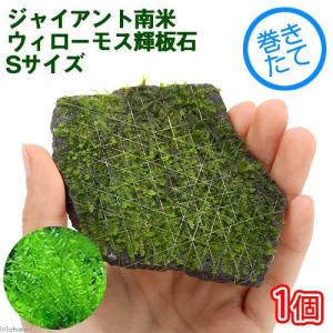 No,004 国産 南米ウィローモス 活着流木 1個 : G3 AQUA LAB ヤフー