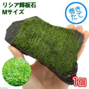 (水草)巻きたて リシア 輝板石 Mサイズ(約1...の商品画像