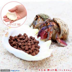 オカヤドカリ）オカヤドカリ 飼育スターターセット 生体付き お一人様