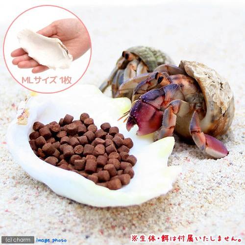 貝殻　シェルコレクション　シャコガイ　ミックス　ＭＬサイズ（１枚）（形状お任せ）　オカヤドカリ食器