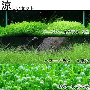 （水草）涼しいセット（無農薬）（１セット）